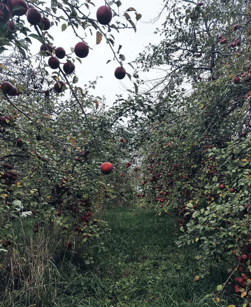 Apple Picking & Wine Sipping on Champagne + Macaroons